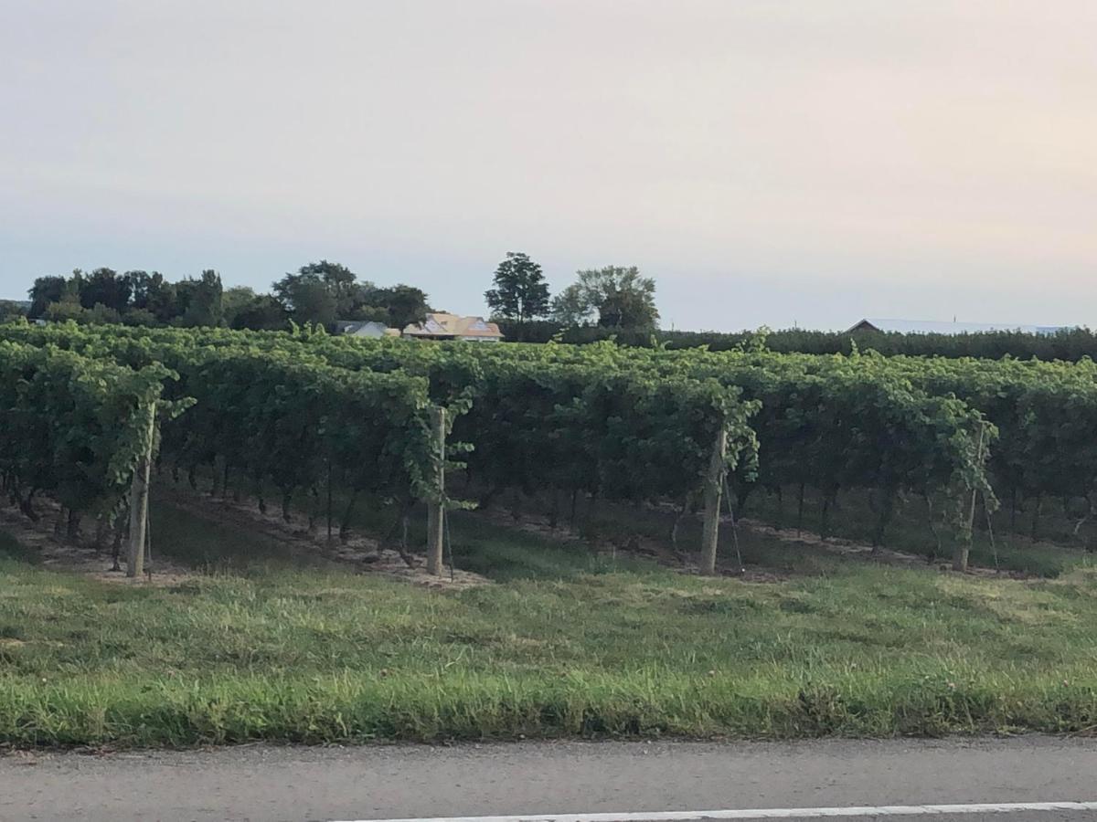 Villa In The Vines Niagara-on-the-Lake Esterno foto